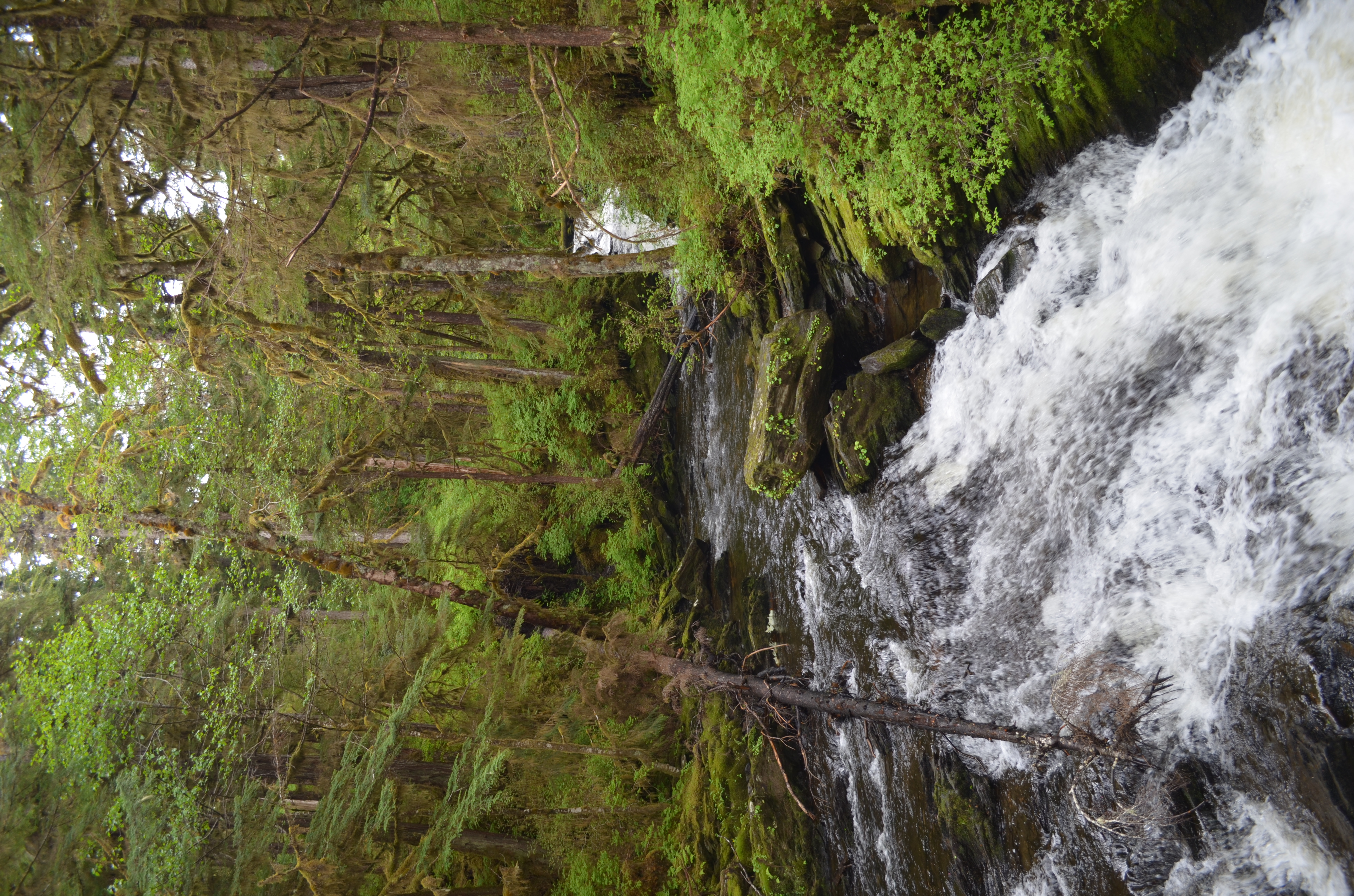 ./2017/08 - Alaska Cruise/11 - Ketchikan/DSC_0502.JPG